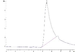 The purity of Human CD83 is greater than 95 % as determined by SEC-HPLC. (CD83 Protein (CD83) (AA 20-143) (His tag))