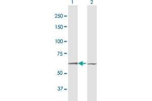 Western Blot analysis of DYRK1B expression in transfected 293T cell line by DYRK1B MaxPab polyclonal antibody. (DYRK1B antibody  (AA 1-629))