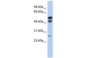 Image no. 1 for anti-Lipase, Gastric (LIPF) (AA 35-84) antibody (ABIN6743471)