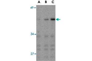 Western blot analysis of IRF3 in Ramos whole cell lysate with IRF3 polyclonal antibody  at (A) 1, (B) 2, and (C) 4 ug/mL . (IRF3 antibody  (C-Term))
