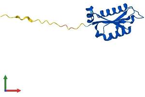 AlphaFold protein structure predicition of Mouse Recombinant Ptrhd1 Protein, UniprotID D3Z4S3 (PTRHD1 Protein (AA 1-140) (His tag))