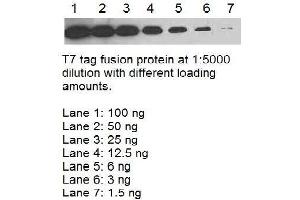 Image no. 1 for anti-T7-Tag antibody (ABIN1854981) (T7-Tag antibody)