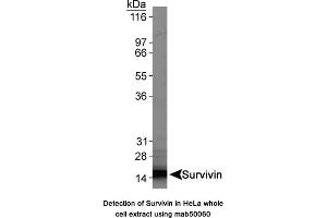 Image no. 1 for anti-Baculoviral IAP Repeat-Containing 5 (BIRC5) antibody (ABIN363214) (Survivin antibody)