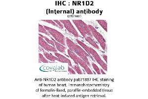 Image no. 2 for anti-Nuclear Receptor Subfamily 1, Group D, Member 2 (NR1D2) (Internal Region) antibody (ABIN1737498) (NR1D2 antibody  (Internal Region))