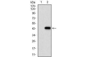 Western blot analysis using CDX2 mAb against HEK293 (1) and CDX2 (AA: 176-303)-hIgGFc transfected HEK293 (2) cell lysate.