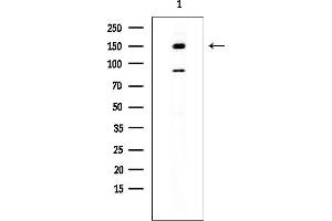 anti-Regulator of G-Protein Signalling 12 (RGS12) (N-Term) antibody