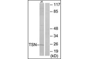 Western blot analysis of extracts from Jurkat cells using TSN Antibody . (Translin antibody  (Internal Region))