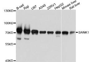 Western blot analysis of extracts of various cell lines, using BANK1 antibody. (BANK1 antibody)