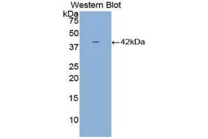 Western Blotting (WB) image for anti-alpha-2-HS-Glycoprotein (AHSG) (AA 19-300) antibody (ABIN1077777) (Fetuin A antibody  (AA 19-300))