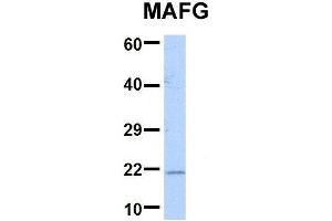Host:  Rabbit  Target Name:  MAFG  Sample Type:  293T  Antibody Dilution:  1. (Mafg antibody  (Middle Region))