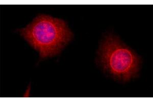 Indirect immunofluorescence on 3T3 cells (dilution 1 : 200; red). (PSMD8 antibody  (AA 4-232))