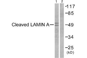 Western blot analysis of extracts from NIH/3T3cells, treated with Etoposide (25 μM, 60mins), using Lamin A (Cleaved-Asp230) Antibody (ABIN5978456). (Lamin A/C antibody  (Cleaved-Asp230, Internal Region))