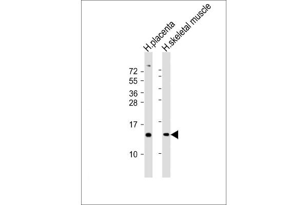 KISS1 antibody  (AA 20-52)