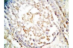 Rat testis tissue was stained by Rabbit Anti-INSL6 C Peptide (Human) Antibody (INSL6 antibody  (Preproprotein))