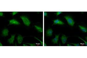 ICC/IF Image Glyoxalase I antibody [N1C3] detects Glyoxalase I protein at cytoplasm and nucleus by immunofluorescent analysis.