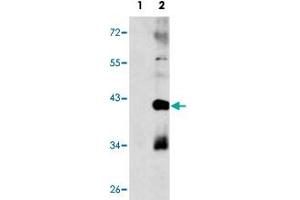 Western blot analysis of MAPK11 (arrow) using MAPK11 polyclonal antibody . (MAPK11 antibody  (Internal Region))