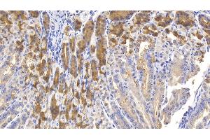 Detection of MUC5AC in Mouse Stomach Tissue using Polyclonal Antibody to Mucin 5 Subtype AC (MUC5AC) (MUC5AC antibody  (AA 430-549))