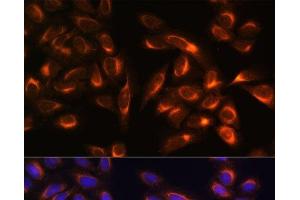 Immunofluorescence analysis of U-2 OS cells using PTCD1 Polyclonal Antibody at dilution of 1:100. (PTCD1 antibody)