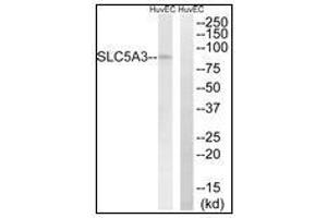 Western blot analysis of extracts from HuvEc cells, using SLC5A3 Antibody. (SLC5A3 antibody)