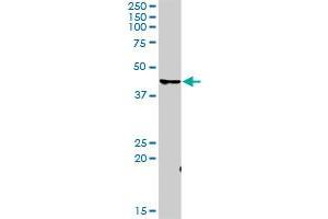 CDK7 MaxPab rabbit polyclonal antibody. (CDK7 antibody  (AA 1-346))