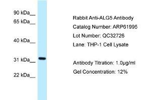 Western Blotting (WB) image for anti-Asparagine-Linked Glycosylation 5, Dolichyl-Phosphate beta-Glucosyltransferase Homolog (S. Cerevisiae) (ALG5) (N-Term) antibody (ABIN2788980) (ALG5 antibody  (N-Term))