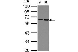 FRMD8 antibody  (AA 217-452)