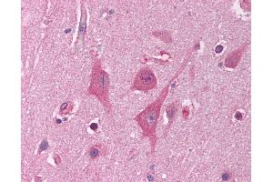 Anti-HNRNPUL1 / HNRPUL1 antibody IHC of human brain, cortex. (HNRNPUL1 antibody  (AA 48-97))