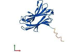AlphaFold protein structure predicition of Mouse Recombinant Grifin Protein, UniprotID Q9D1U0