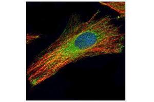 ICC/IF Image Confocal immunofluorescence analysis (Olympus FV10i) of methanol-fixed HeLa, using LAMP2, antibody (Green) at 1:200 dilution. (LAMP2 antibody)