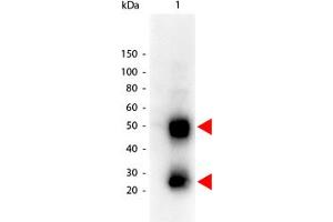Image no. 1 for Goat anti-Mouse IgG (Whole Molecule) antibody (HRP) (ABIN300663) (Goat anti-Mouse IgG (Whole Molecule) Antibody (HRP))