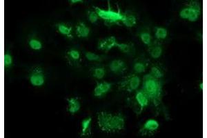 Anti-GSTT2 mouse monoclonal antibody (ABIN2453094) immunofluorescent staining of COS7 cells transiently transfected by pCMV6-ENTRY GSTT2 (RC200040). (GSTT2 antibody)
