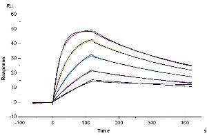 Cynomolgus IL-18 R1, His Tag captured on CM5 Chip via anti-his antibody can bind Human IL-18, No Tag with an affinity constant of 2. (IL18R1 Protein (AA 22-329) (His tag))