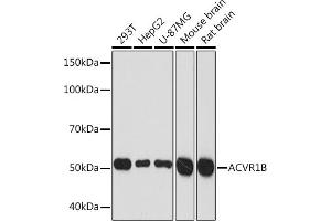 Activin A Receptor Type IB/ALK-4 Antikörper