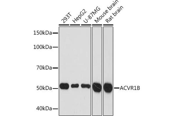 Activin A Receptor Type IB/ALK-4 Antikörper