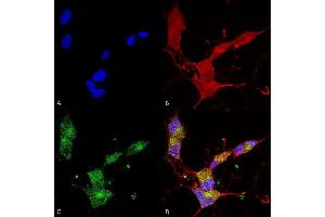 Immunocytochemistry/Immunofluorescence analysis using Mouse Anti-KCNQ4 Monoclonal Antibody, Clone N43/6 (ABIN2483187).