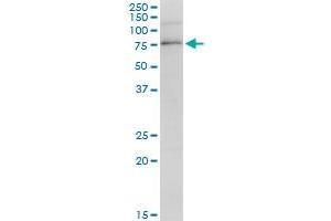 PARN MaxPab polyclonal antibody. (PARN antibody  (AA 1-639))