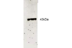 Western blot analysis using Rockland Immunochemical's Affinity Purified anti-Neu2 antibody to detect recombinant His tagged Neu-2 (1. (NEU2 antibody  (AA 110-124))