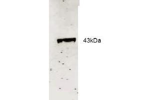 Western blot analysis using Rockland Immunochemical's Affinity Purified anti-Neu2 antibody to detect recombinant His tagged Neu-2 (1.