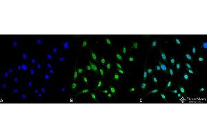 Immunocytochemistry/Immunofluorescence analysis using Mouse Anti-GRP78 Monoclonal Antibody, Clone 3C5-1A4 . (GRP78 antibody  (FITC))