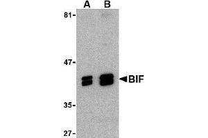 Western blot analysis of BIF in HeLa cell lysate with AP30149PU-N BIF antibody at (A) 1 and (B) 2 μg/ml. (SH3GLB1 antibody  (C-Term))