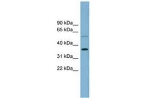 Image no. 1 for anti-phospholipid Scramblase 3 (PLSCR3) (AA 215-264) antibody (ABIN6744189) (PLSCR3 antibody  (AA 215-264))