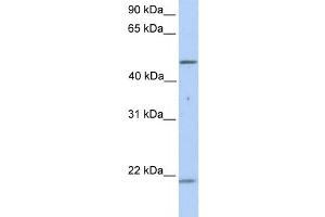 Western Blotting (WB) image for anti-Keratin 10 (KRT10) antibody (ABIN2458601) (Keratin 10 antibody)