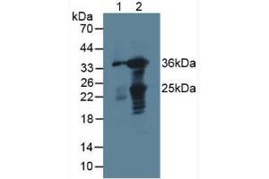 Figure. (GAL4 antibody  (AA 1-326))