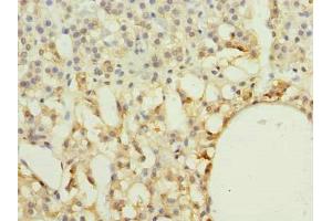 Immunohistochemistry of paraffin-embedded human adrenal gland tissue using ABIN7167298 at dilution of 1:100 (RAB33A antibody  (AA 1-237))