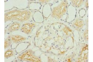 Immunohistochemistry of paraffin-embedded human kidney tissue using ABIN7156326 at dilution of 1:100 (IGFL3 antibody  (AA 25-125))