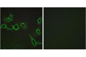 Immunofluorescence analysis of COS-7 cells, using HTR7 antibody.