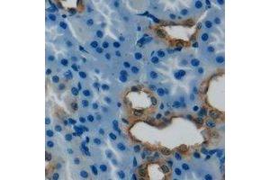 Immunohistochemical analysis of PRDX4 staining in human kidney formalin fixed paraffin embedded tissue section. (Peroxiredoxin 4 antibody)