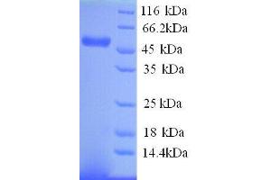 Matrix Metallopeptidase 10 (Stromelysin 2) (MMP10) (AA 99-476) protein (His tag) (MMP10 Protein (AA 99-476) (His tag))