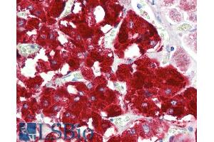 ABIN5900099 (5 µg/ml) staining of paraffin embedded Human Adrenal Gland. (DBH antibody  (AA 437-448))