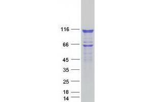 Validation with Western Blot (HSPH1 Protein (Myc-DYKDDDDK Tag))